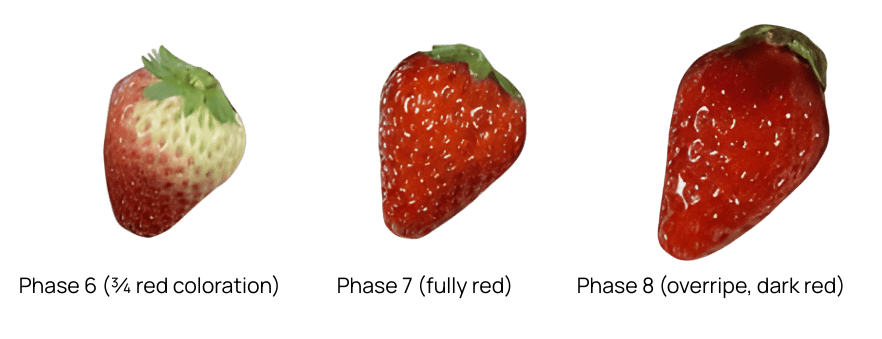 Harvesting stages for strawberries.png
